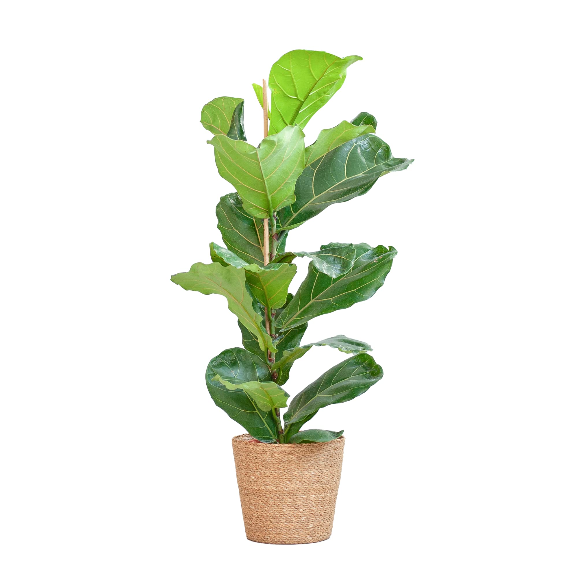 Ficus Lyrata d'intérieur plante parfaite pour un air pur avec panier chic