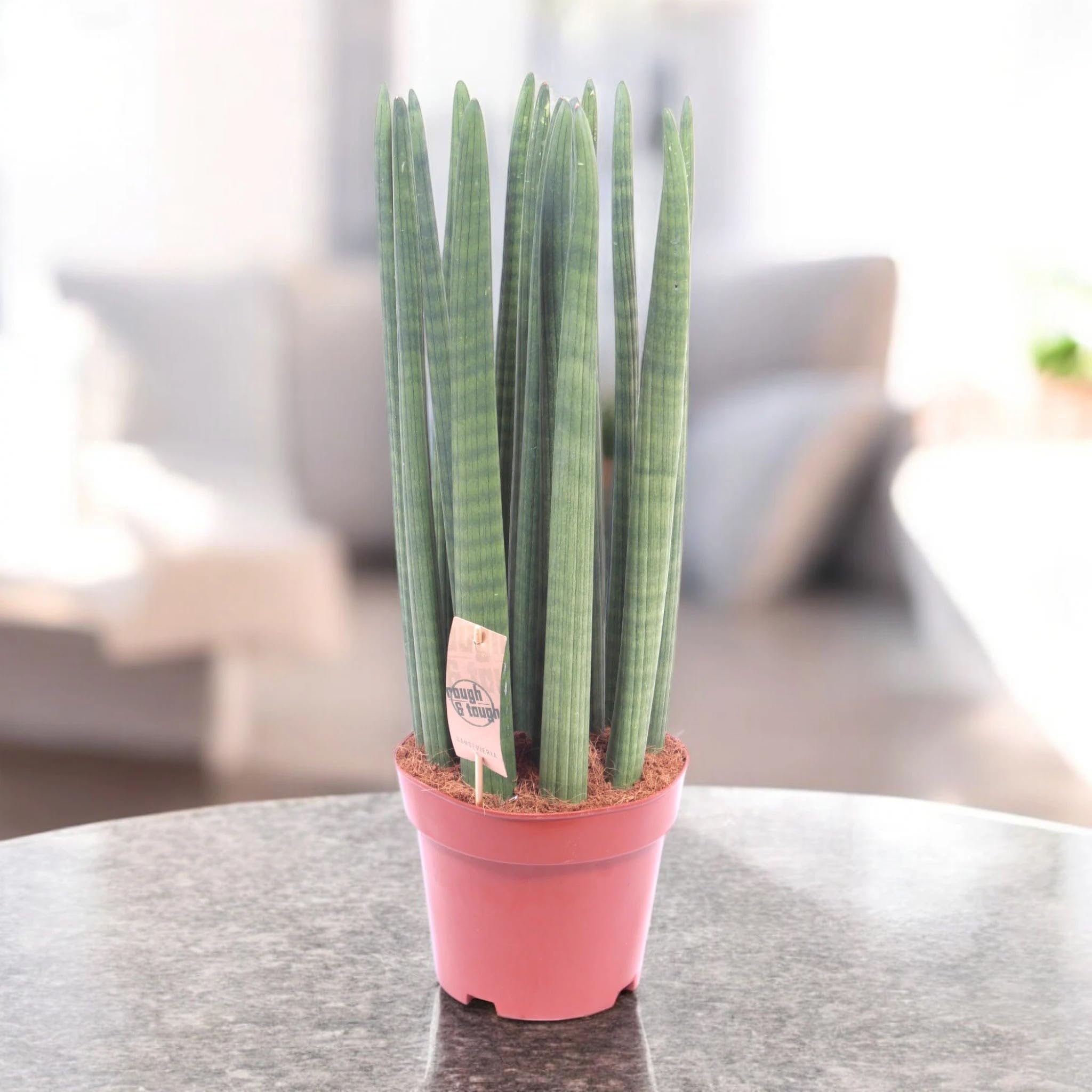 Sansevieria cylindrica 'Straight' Pianta da Interno Ornamentale, Verde, 60 cm, Vaso 17