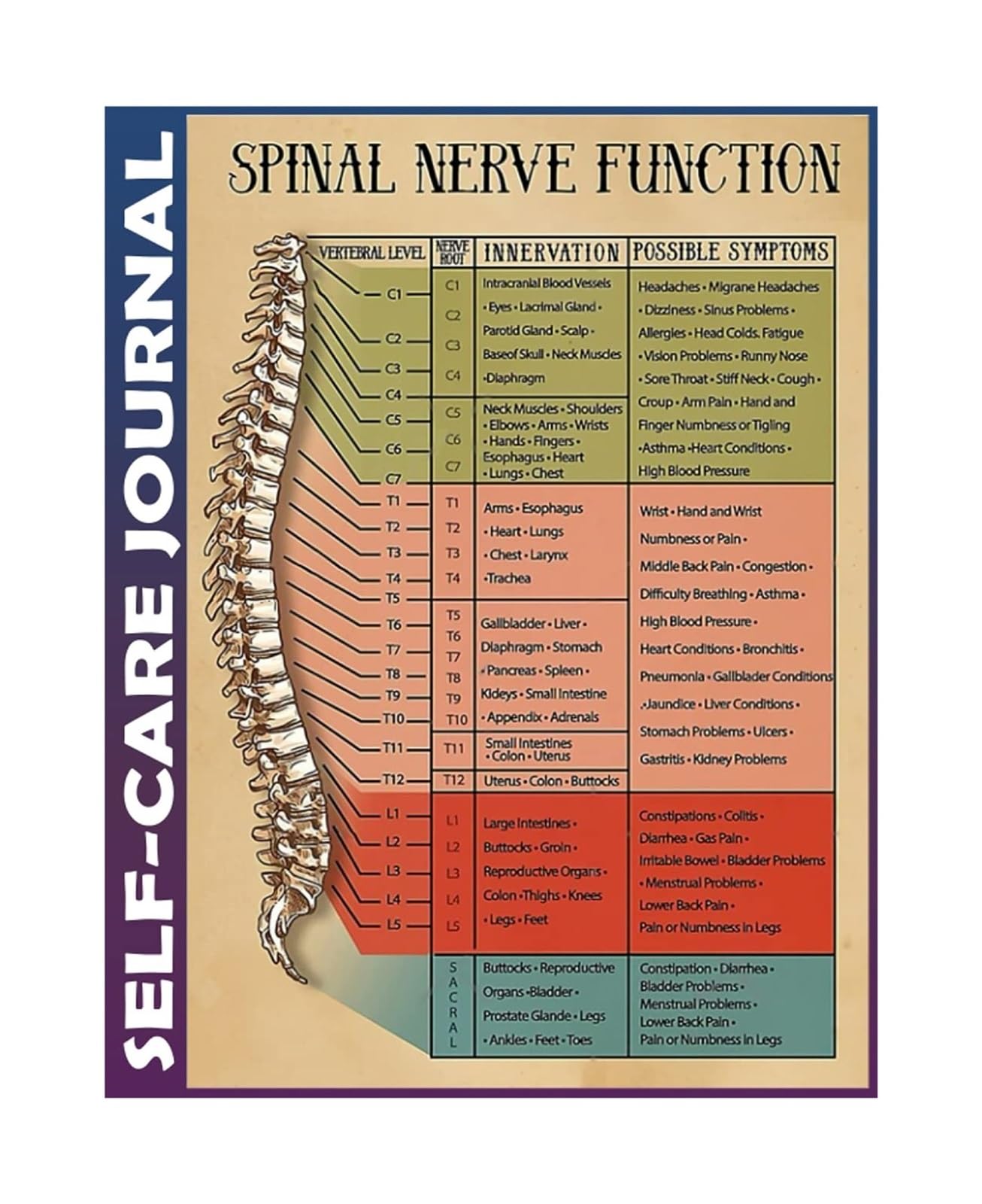 HGETJOHXEM Anatomical Poster of Spinal Nerves and Pathways - Detailed Nerve Function Chart for Educational Wall Decor(Unframed,08x12inch(20x30cm))