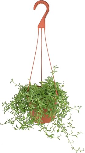 Shop Succulents String of Dolphins Suculent - Senecio Peregrinus, planta suculenta viva de 6 pulgadas con colgador, planta de interior de bajo