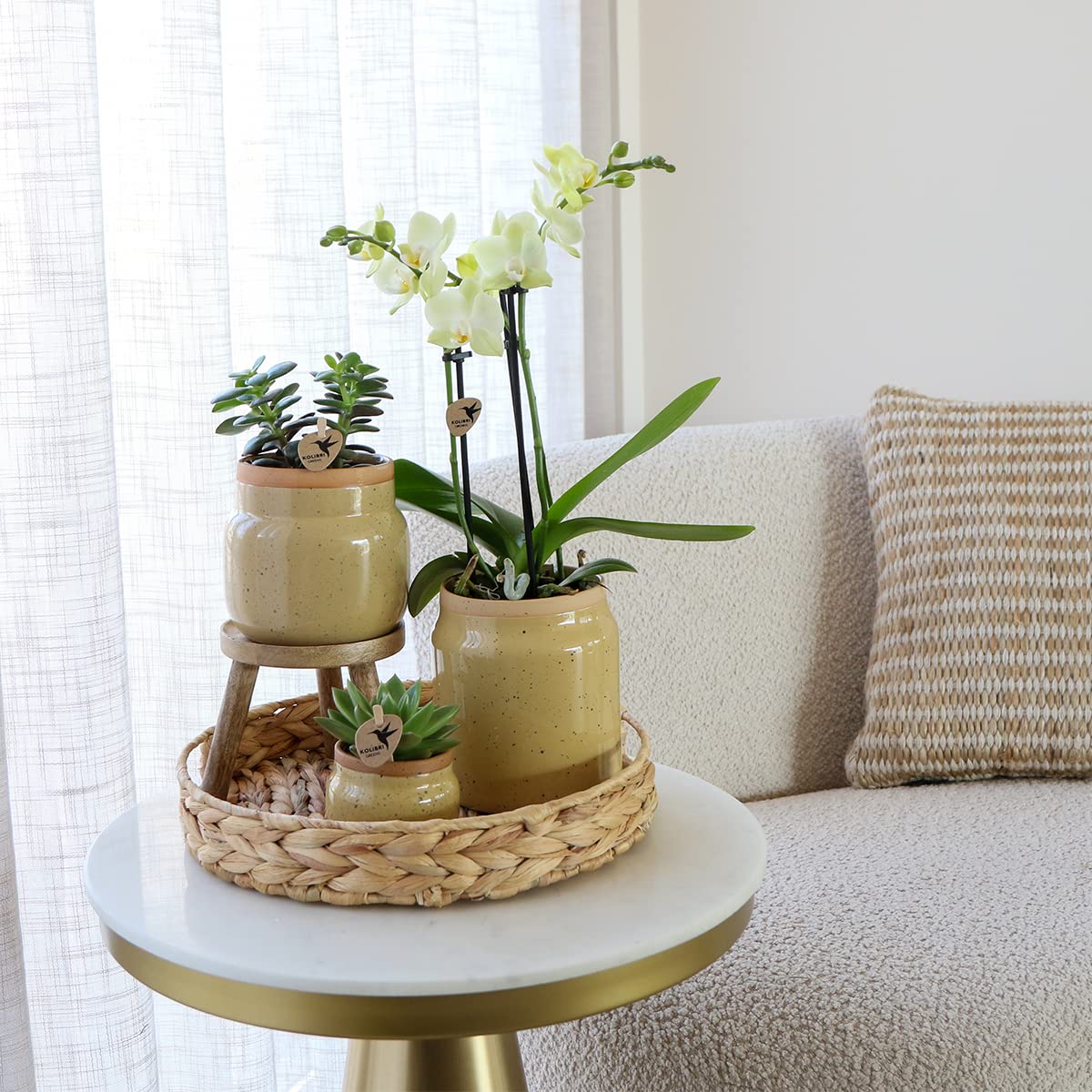Kolibri Storczyki, rośliny zielone z żółtą orchideą Phalaenopsis w doniczkach ozdobnych w kolorze khaki i tacą hiacyntową