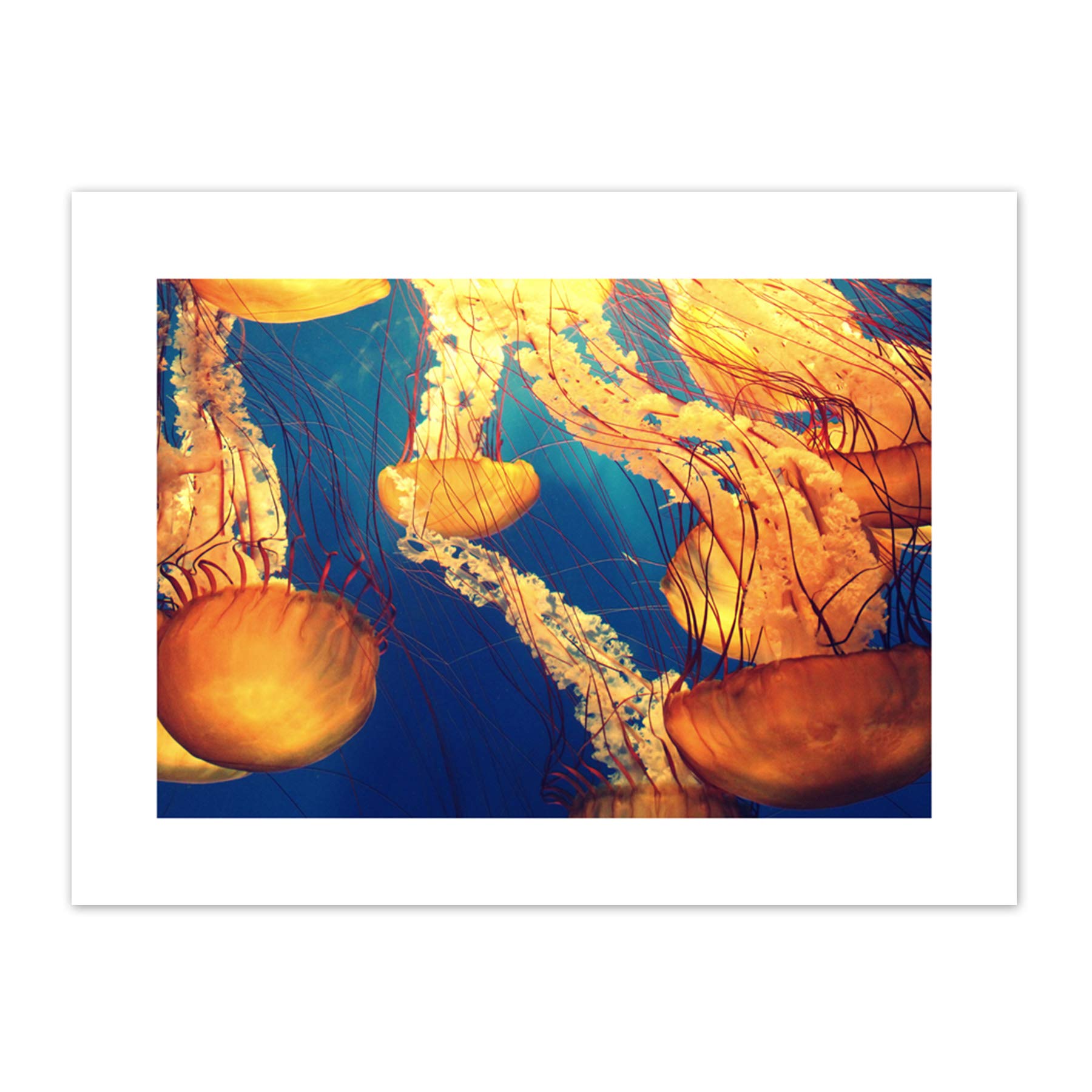Jellyfish Group Underwater Ocean Canvas Wall Art Print