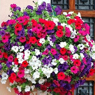 100pcs Mixed Color Petunia Seeds Unique Variety Creates Unique Patio Landscape Garden Outdoor Farm Balcony Easy Planting Low Maintenance