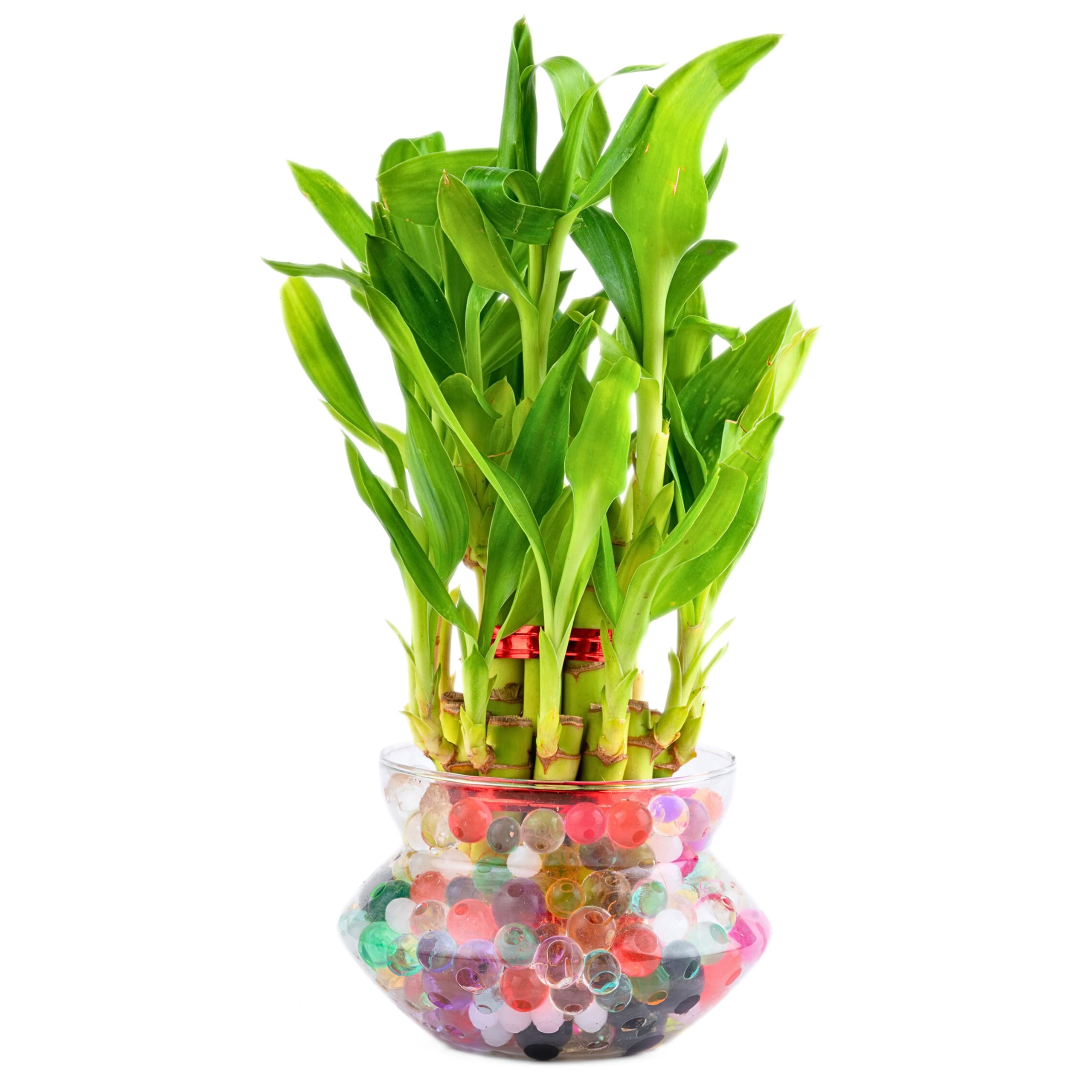 Nurturing Green® 2-Layer Lucky Bamboo Plant in Glass Pot (4 Inch) | Indoor Table Top Plant for Living Room, Office Desk, and Home Décor