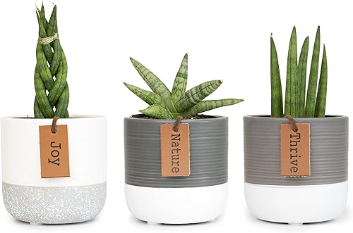 Vista 31 de Plants for Pets - Set de plantas suculentas vivas en macetas (paquete de 3), plantas suculentas de cactus vivas, plantas de interior, regalos