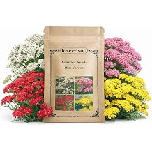 12000+ Mixed Yarrow Seeds for Planting Achillea Millefolium Flower Seed Mix, Perennial Wildflower Seeds, Pollinator Friendly, 2 g