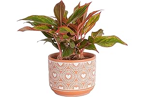 Costa Farms Live Indoor Plant, Easy to Grow Chinese Evergreen, Aglaonema, Delivered...