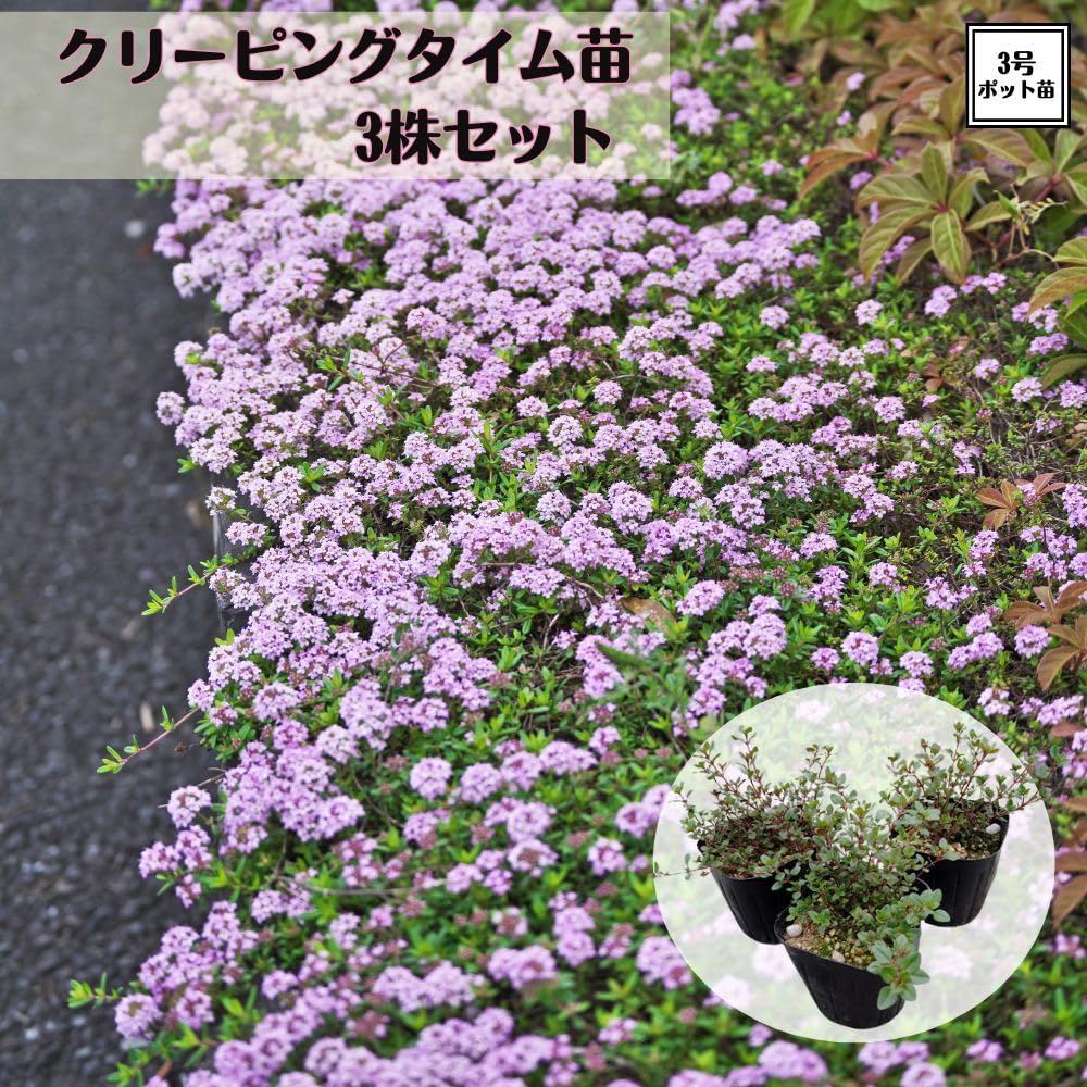 Amazon.co.jp: 《 クリーピングタイム 苗 》 グランドカバー タイム