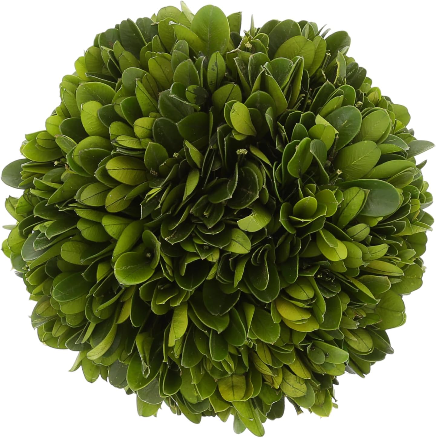 Pavilion Gift Company - Preserved Boxwood Seagrass 6" Mushroom Greenery Decor
