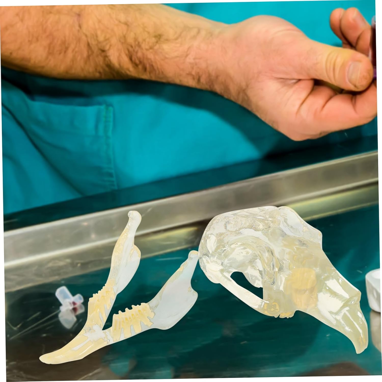 Rabbit Teeth Model Dental Model for Education Safe and Tooth for Training