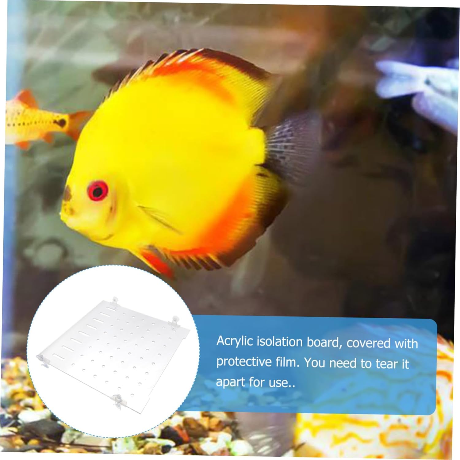 ibasenice 1set Aquarium Segregation Board Isolation Plate Fixed Clips Easy to Install Fish Tank Divider for Breeding and Safe Fish Separation Thick