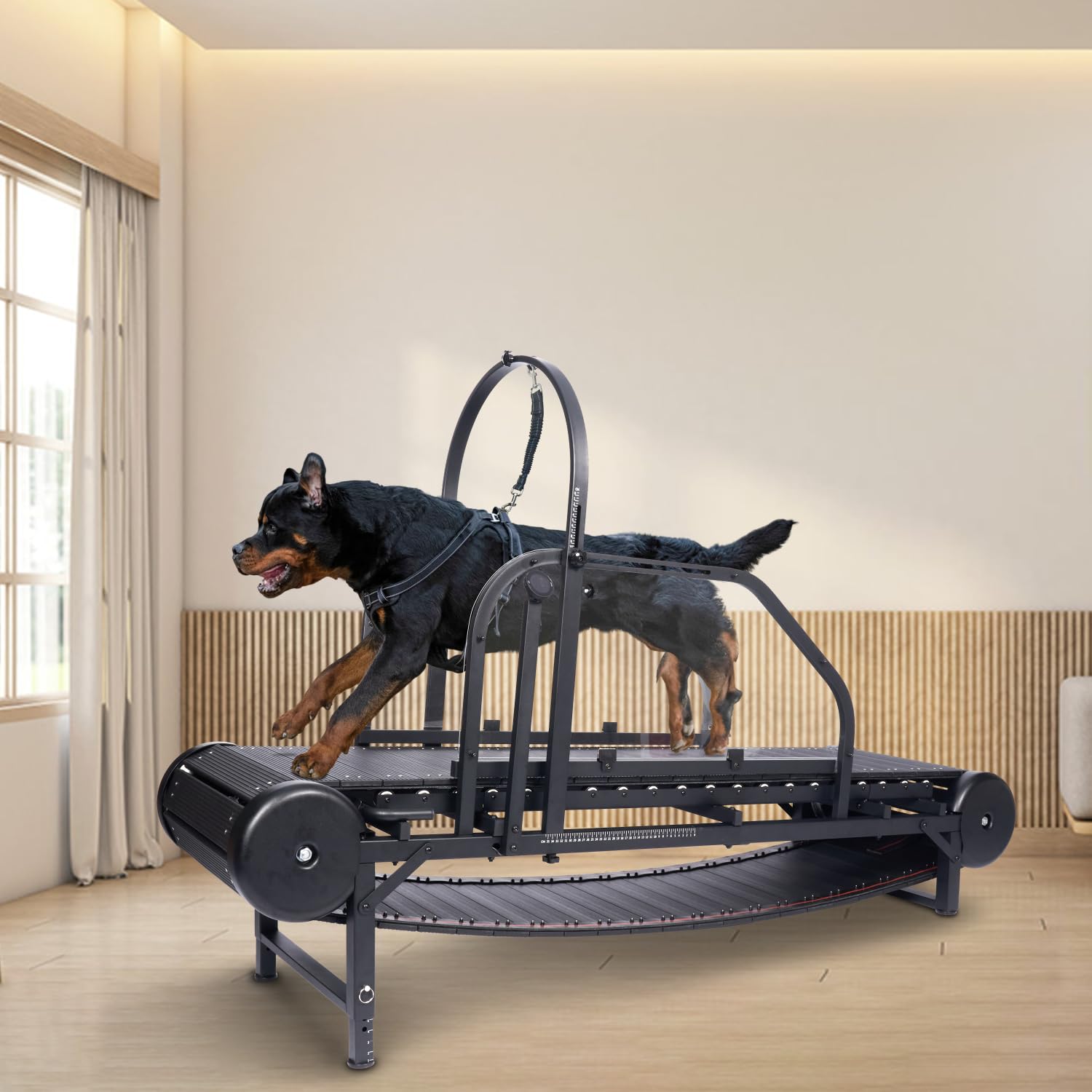 大型犬 Amazon.co.jp: 大型犬、中型犬用犬用トレッドミル、調節可能なスロープ