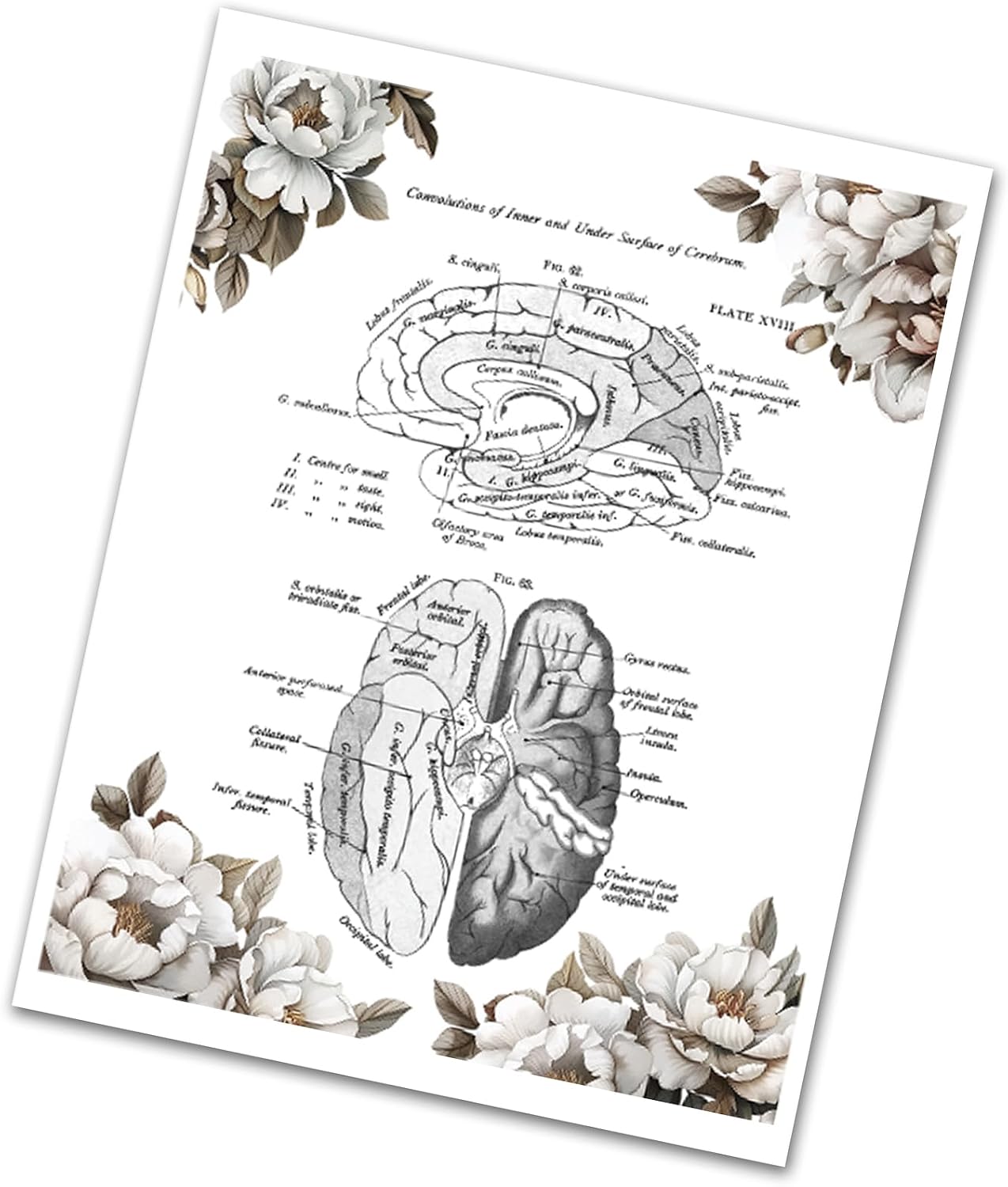Gnosis Picture Archive Neuroscience Art set of 3 unframed 8x10 Prints of Human Brain Anatomy Art with Peony Floral Border, blue
