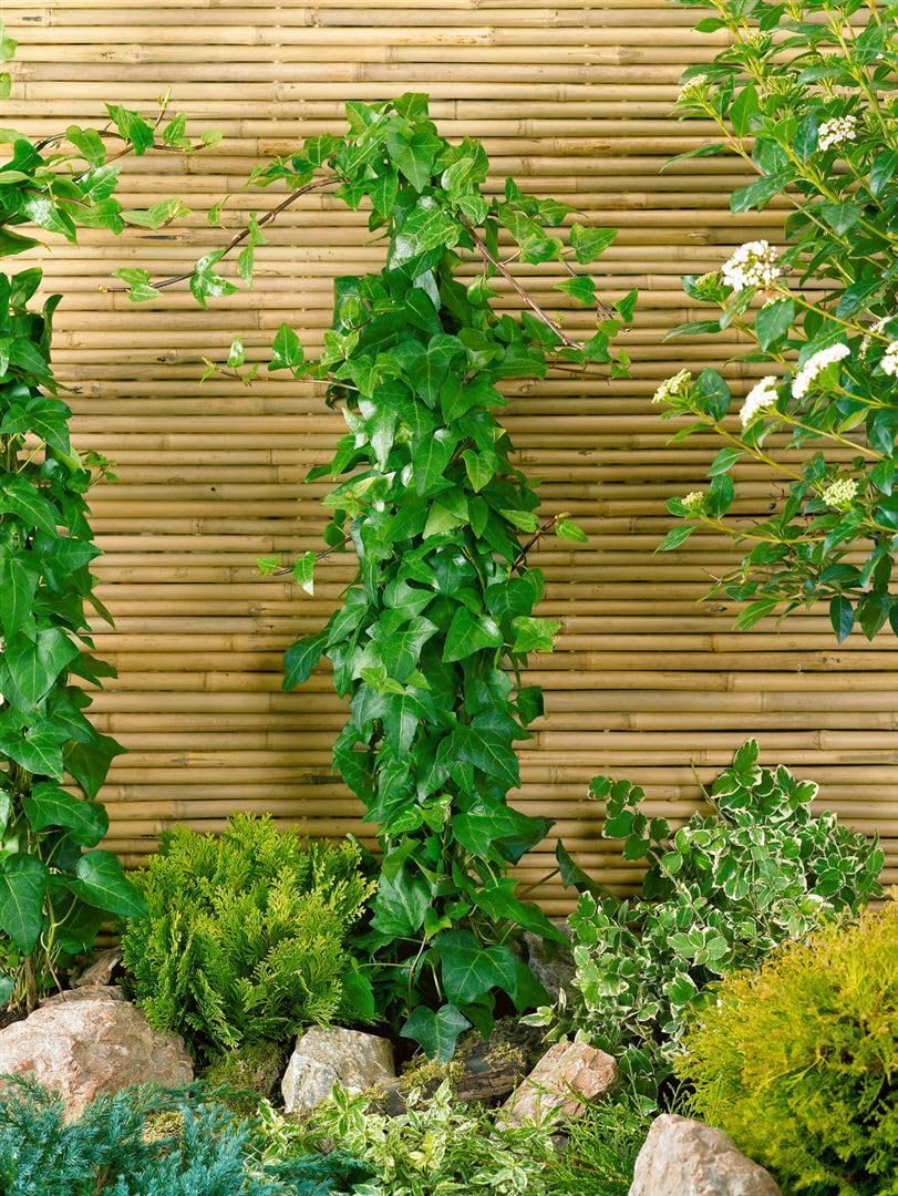 fagus garten und landschaftsbau Fagus sylvatica purpurea (Blutbuche-Sämling) hier günstig kaufen –  Mitteldeutsche-Baumschulen main image 1