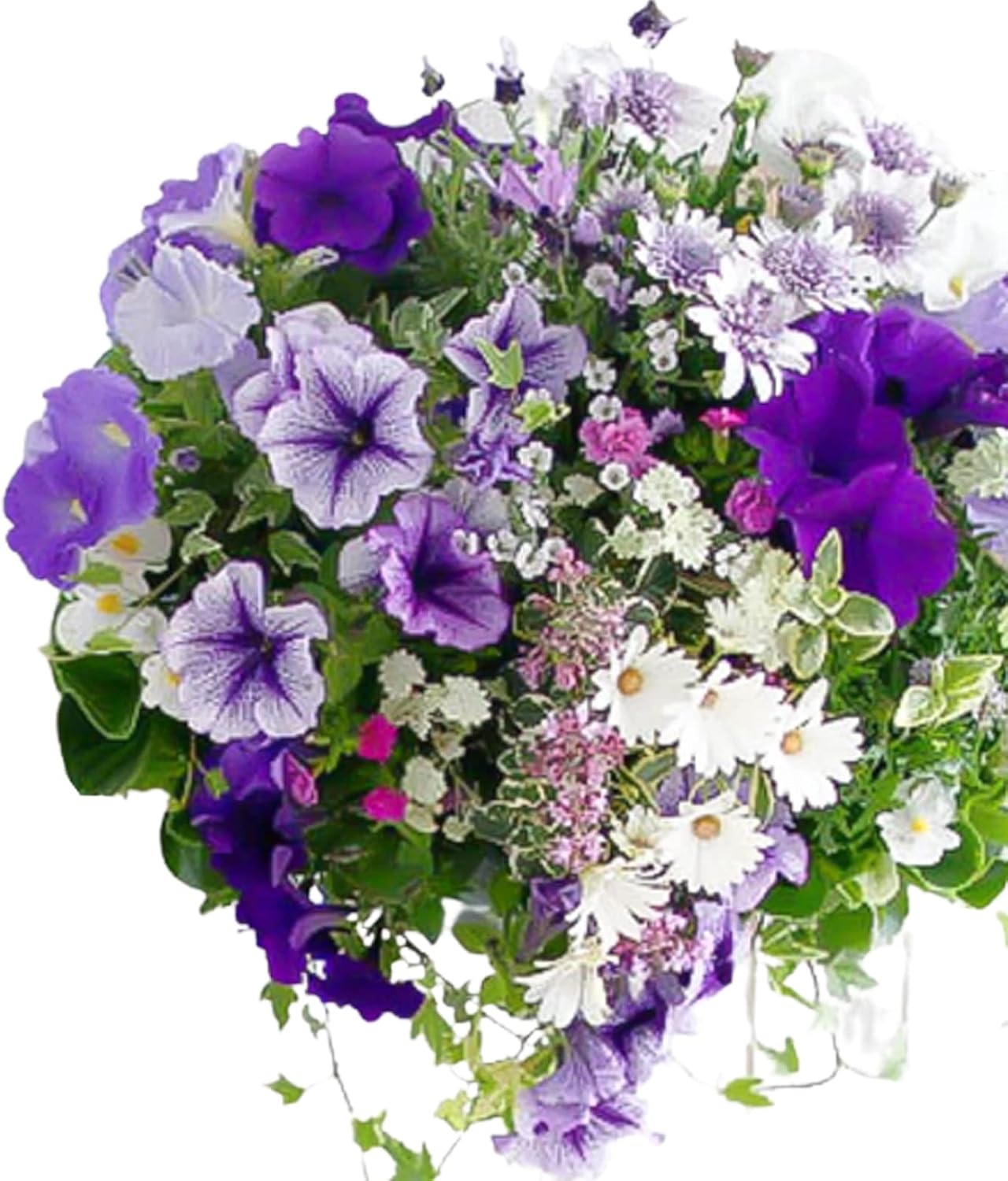 花うるる特製アレンジ・おまかせハンギングバスケット～Ｍサイズ(開花期:4月～最長半年) アメジスト（青～白～紫系）