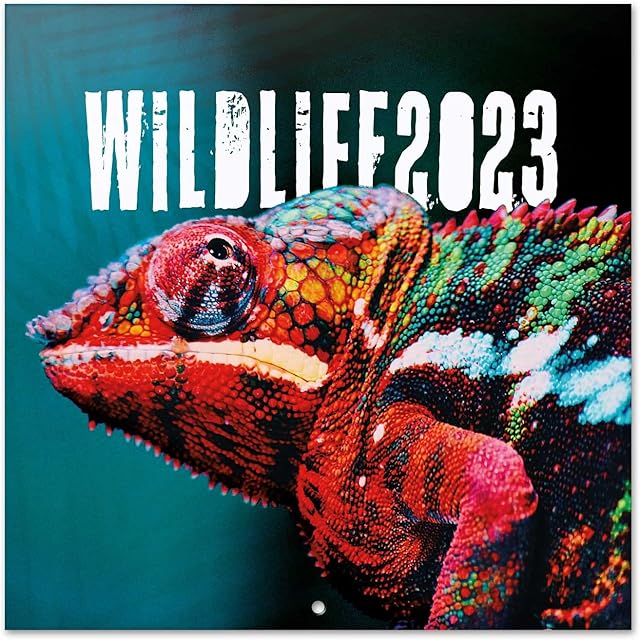 Official Wildlife Wall Calendar 2023 12" x 12" FSC®| 12 Month Planner | Square Wall Calendar 2023 | Family Planner Calendar 2023 | Wild Animal Calendar 2023 | + 4 Bonus Months