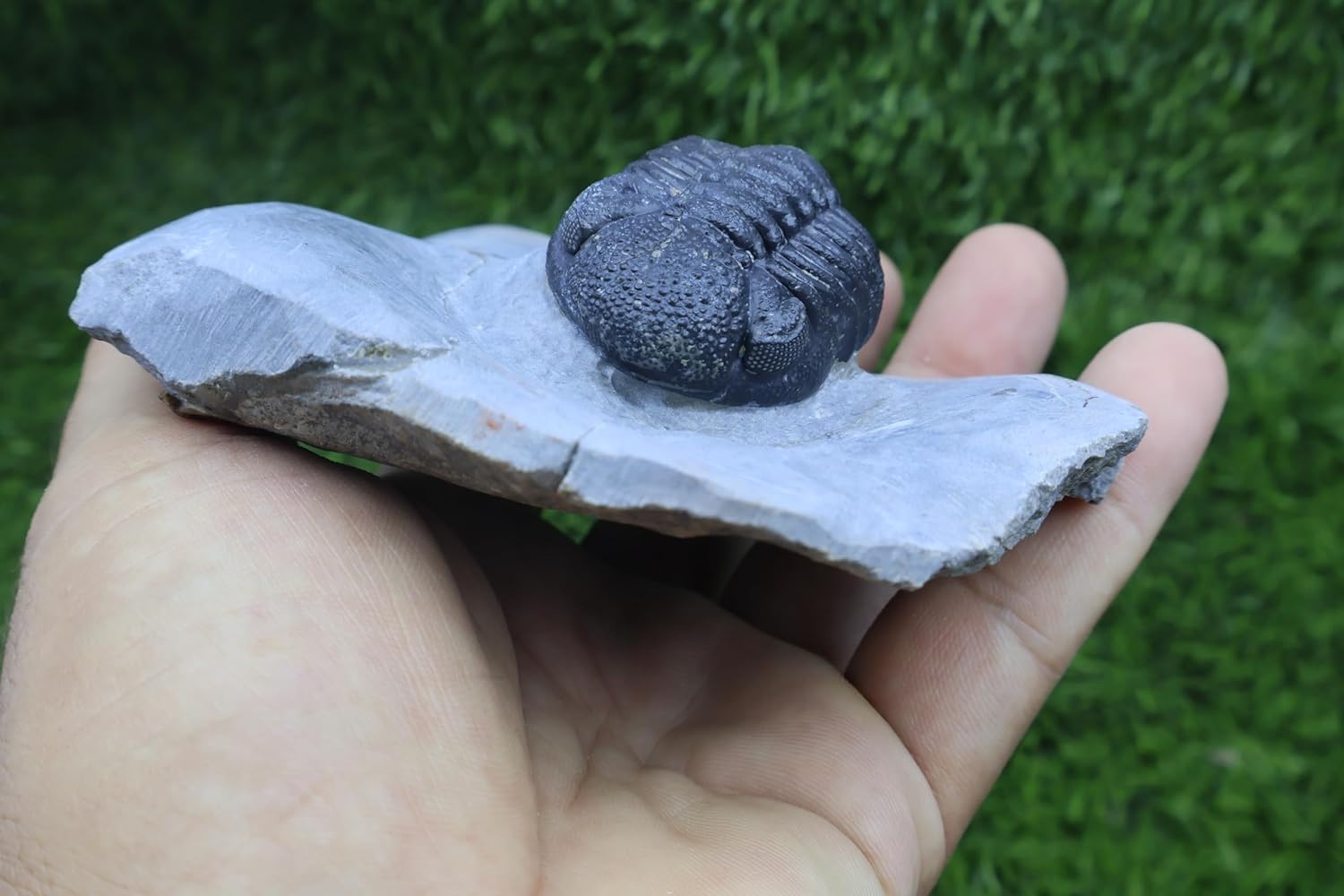 Trilobite Fossil Morocops Trilobite Fossil Trilobites Rock Fossils from Morocco Trilobite Fossil Devonian Fossil Phacops Trilobite A336