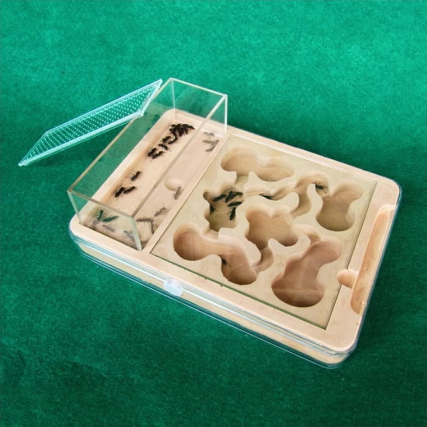 Ant Farm Ant Castle Plaster DIY Acrylic Farm Flat Nest Palace Watch Yourself Dig House Tunnel Habitat