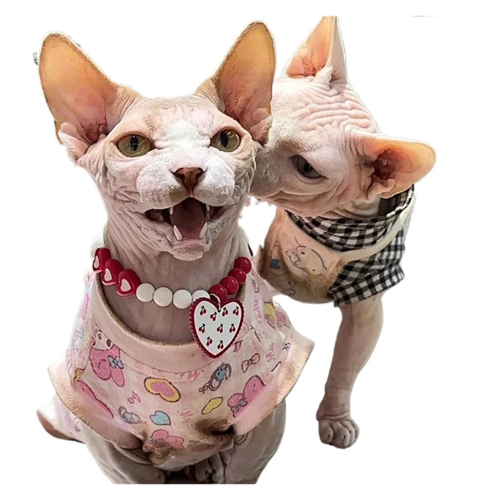 Collier cœur princesse pour chien et chat pour les photos de mariage et fêtes de famille