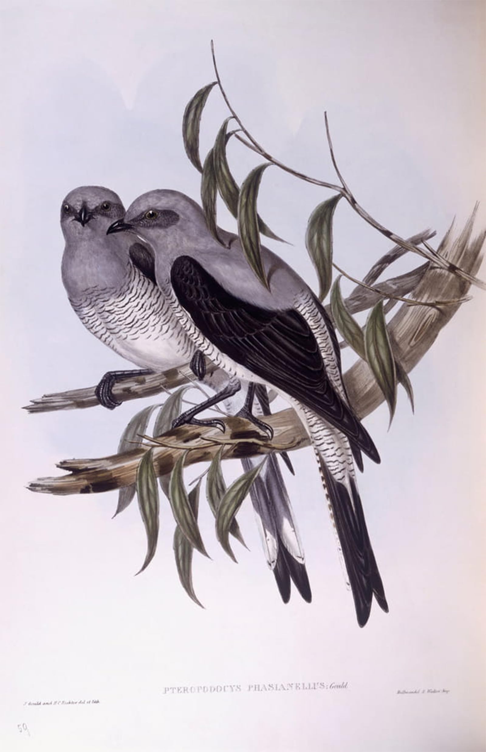 SERENDIPITP Vintage Picture Print on Canvas Wall Art Poster Animal Bird Ground Cuckooshrike Engraving by John Gould Artwork Print Poster for Wall Decor 60x90cm