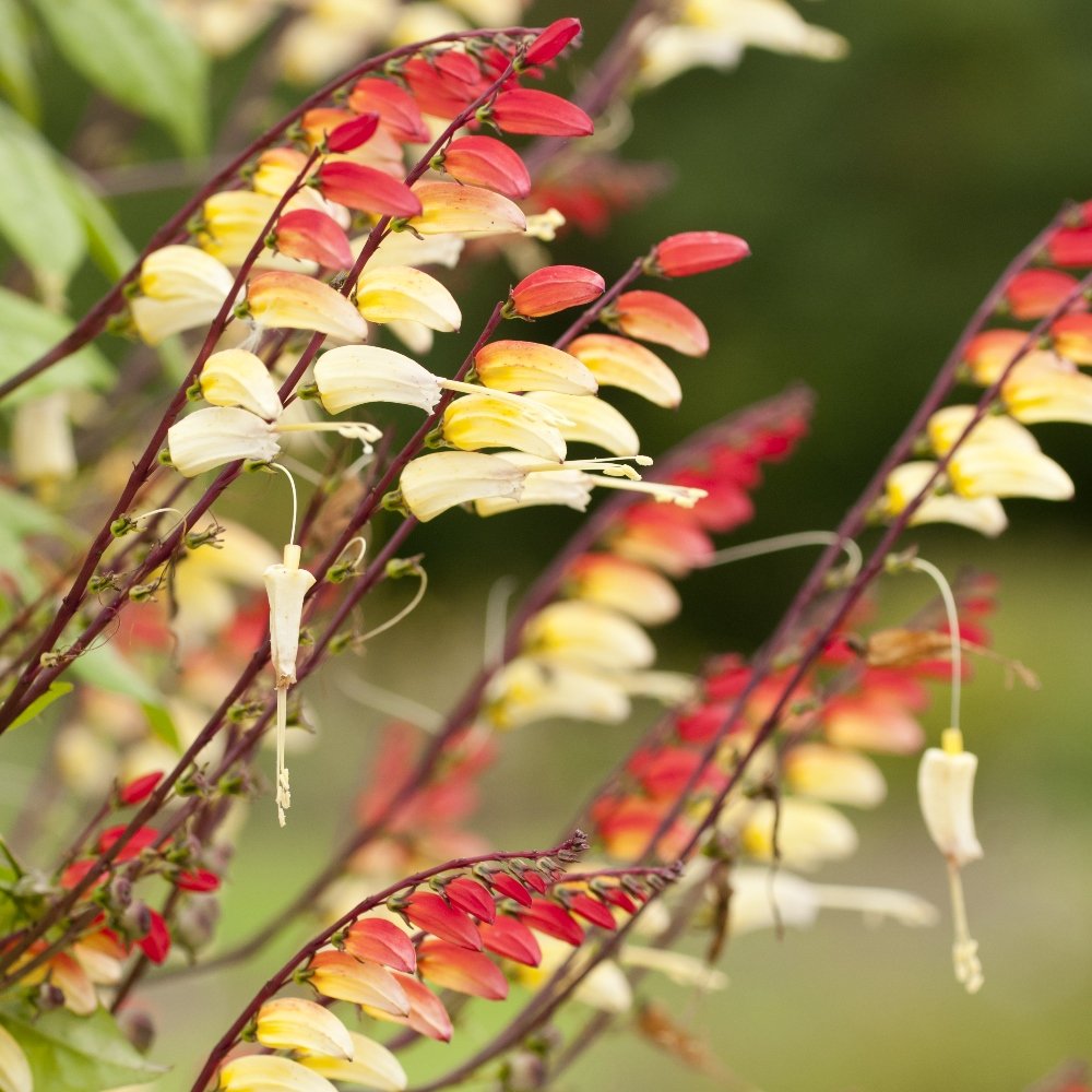 Firecracker Vine, Spanish Flag seeds - Mina Lobata