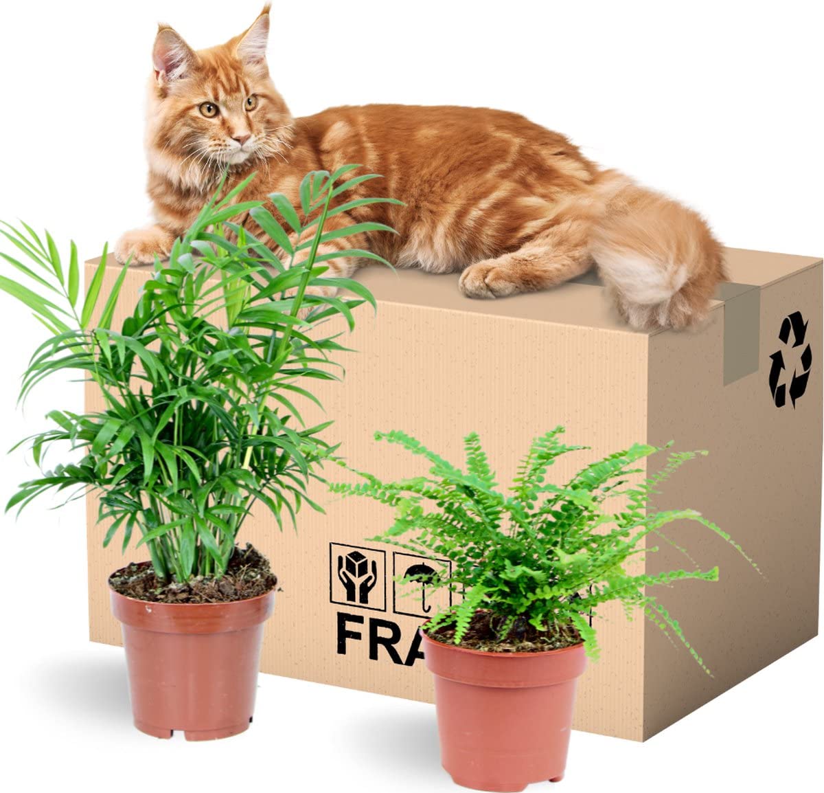 Helecho & Palmera de Interior | Pack 2 Plantas | DECOALIVE | Plantas de Interior | Nephrolepis Exaltata y Chamaedorea Elegans