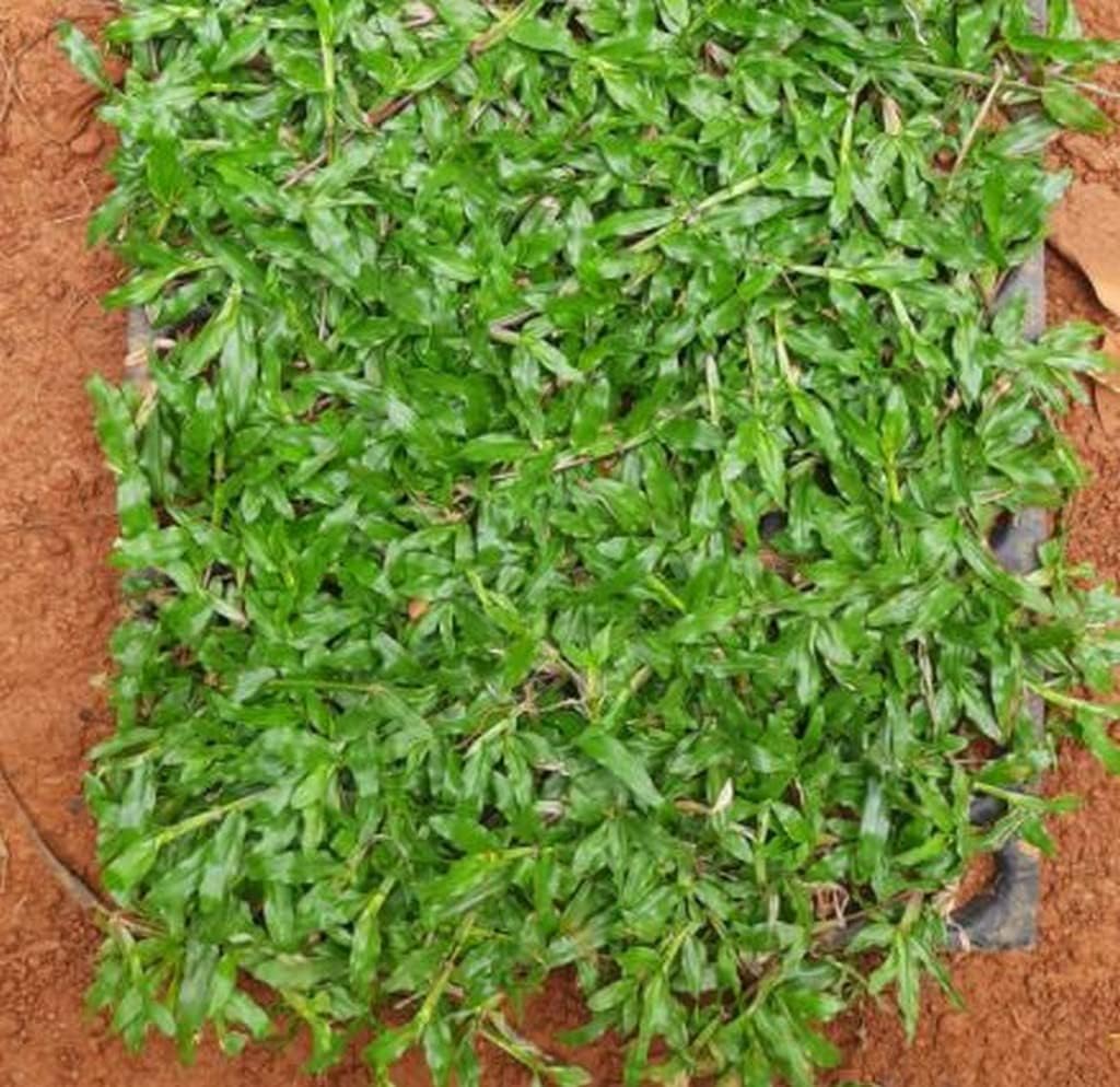 OhhSome Pearl Grass Buffalo Trays (Almost 100 Seedling In Tray) Imported Singapore Soft Lawn (Healthy Live Plant)