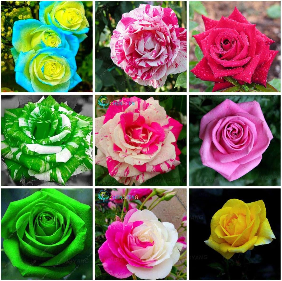 Nuovo 200pcs Giglio dei semi Valle dei Fiori per il giardinaggio Bianco