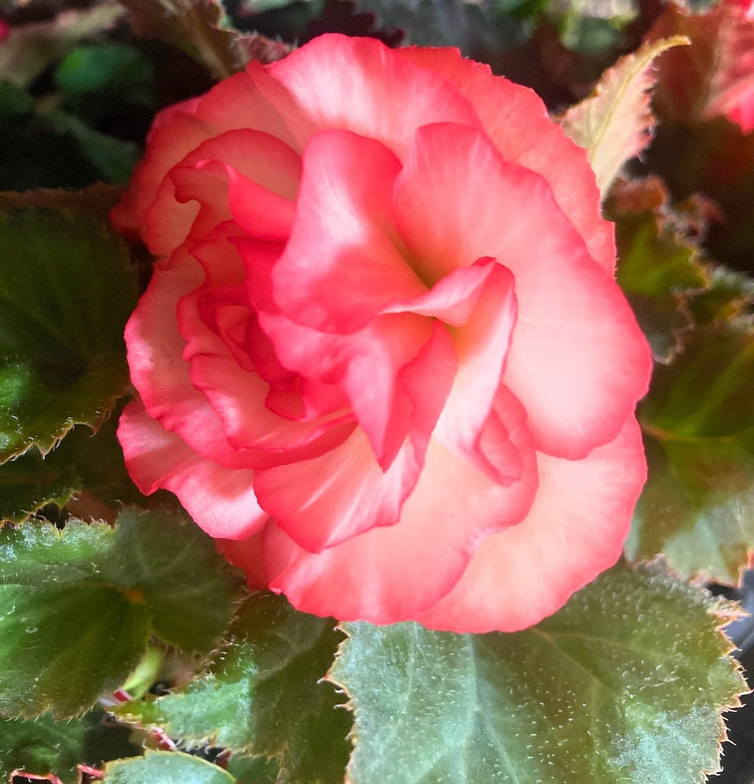 3 corms of red/White Hardy Begonia (Picotee Marmorata) Includes Postage