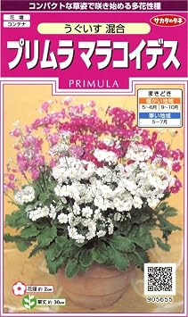 Sakatas Seeds Real Bloom Flower 5655 Primula Malacoides Robins Egg Mixed 00905655