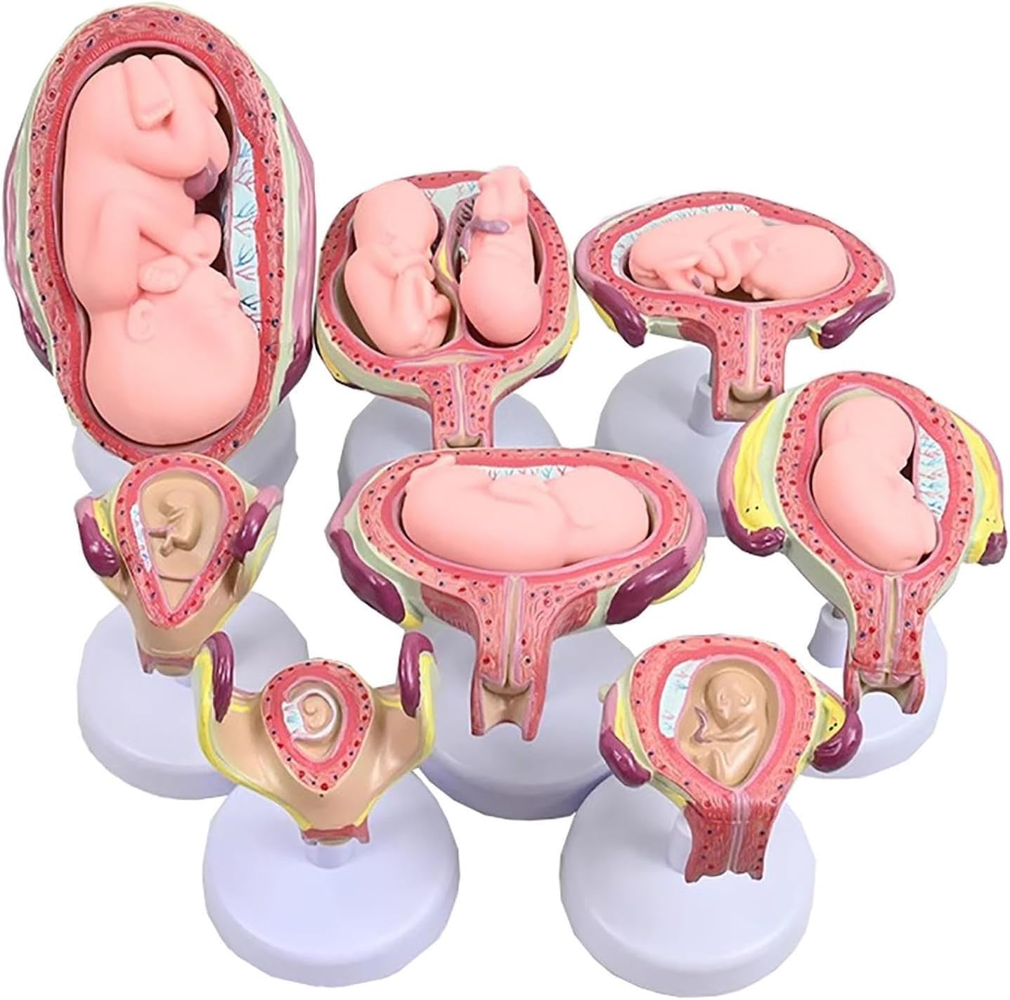 Modello di sviluppo fetale umano, modelli di anatomia 1:1 per l'educazione, serie di laboratorio embrionale, set di 8 strumenti educativi anatomici per scuola e studio