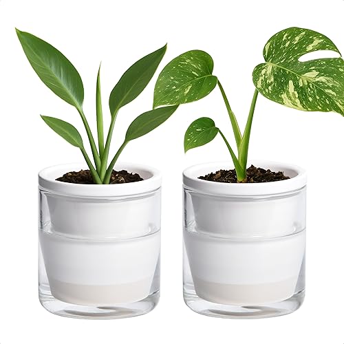 D'vine Dev 373-A-2 - Maceta de riego automático de 4 pulgadas para plantas de interior, macetas de terracota blanca con vaso cilíndrico de vidrio,