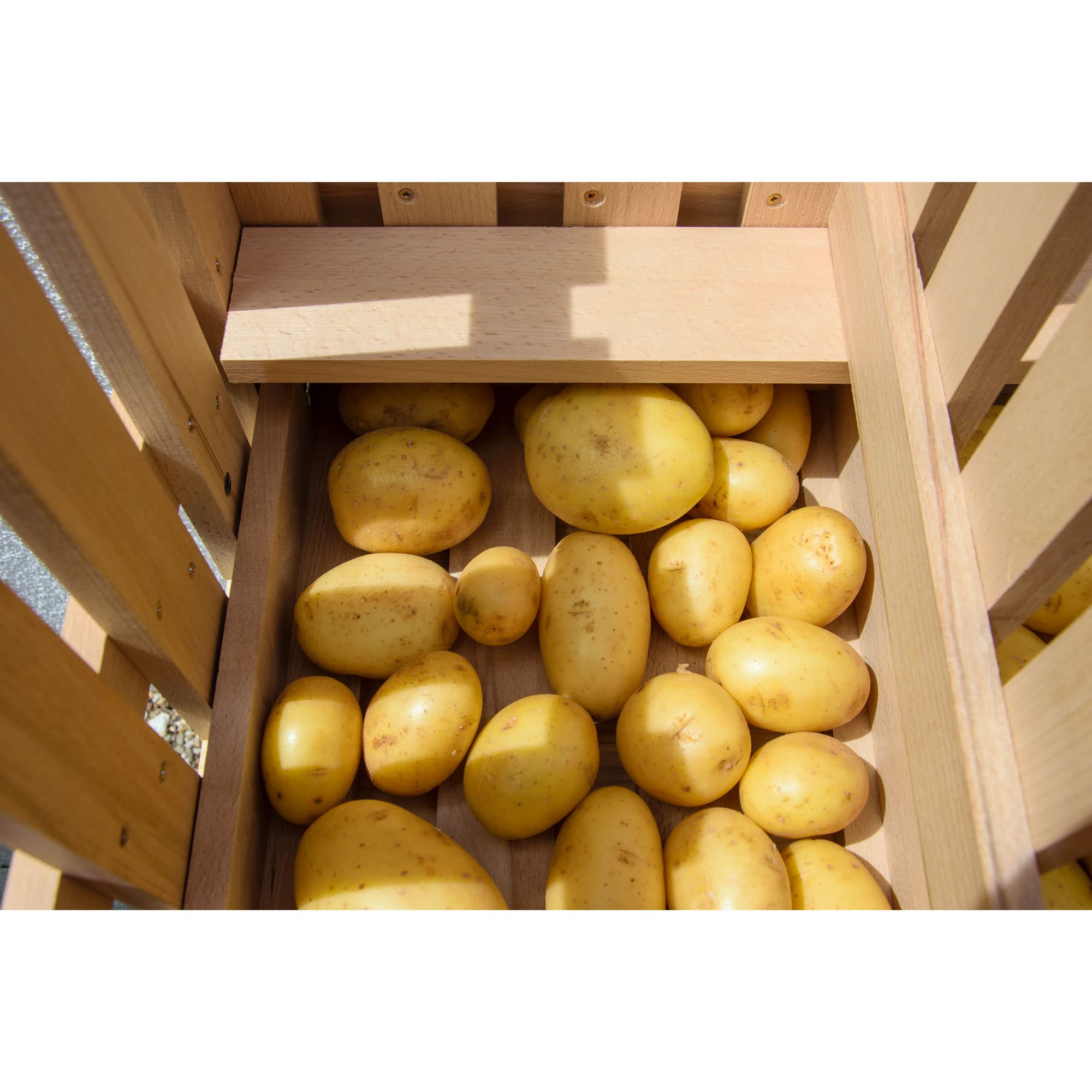 dobar® green label 29023FSCe Premium Kartoffelkiste | Kartoffelhorde mit 2 Abteilen| Obstkiste aus Massivholz | Vorratskiste für Obst/Gemüse | mit Kippfach | Buchenholz | 60 x 40 x 40 cm | Natur