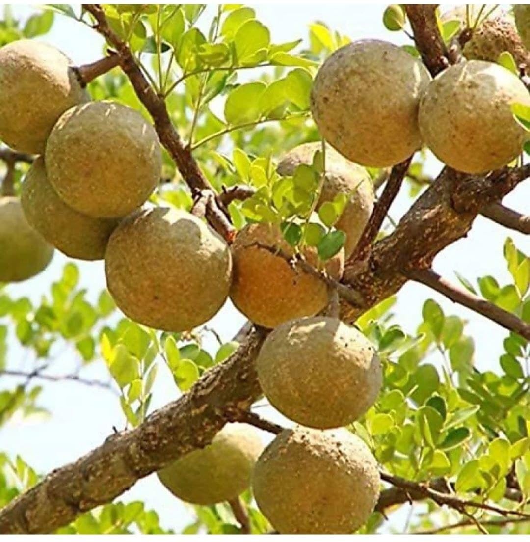 FasanGreen Fruit Bel Plant for Outdoor with Pot (Multicolor, 120mm) (6338)