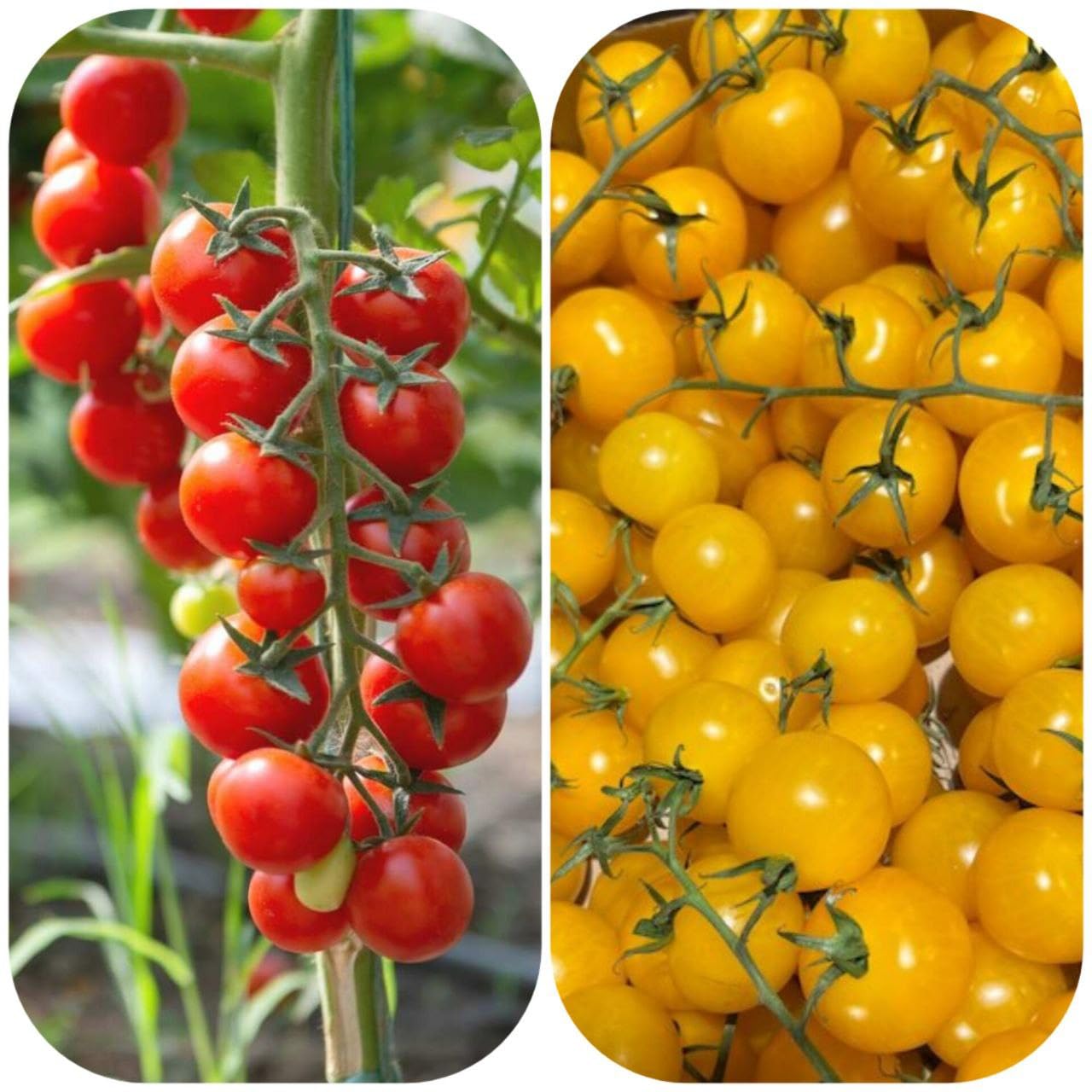 JIGNISHASEEDS Red And Yellow Cherry Tomato Mix Color Organic Tomato Seeds For Home Garden Pack Of 120++ Seeds (B0CJLRSFHJ) Amazon Price History, Amazon Price Tracker