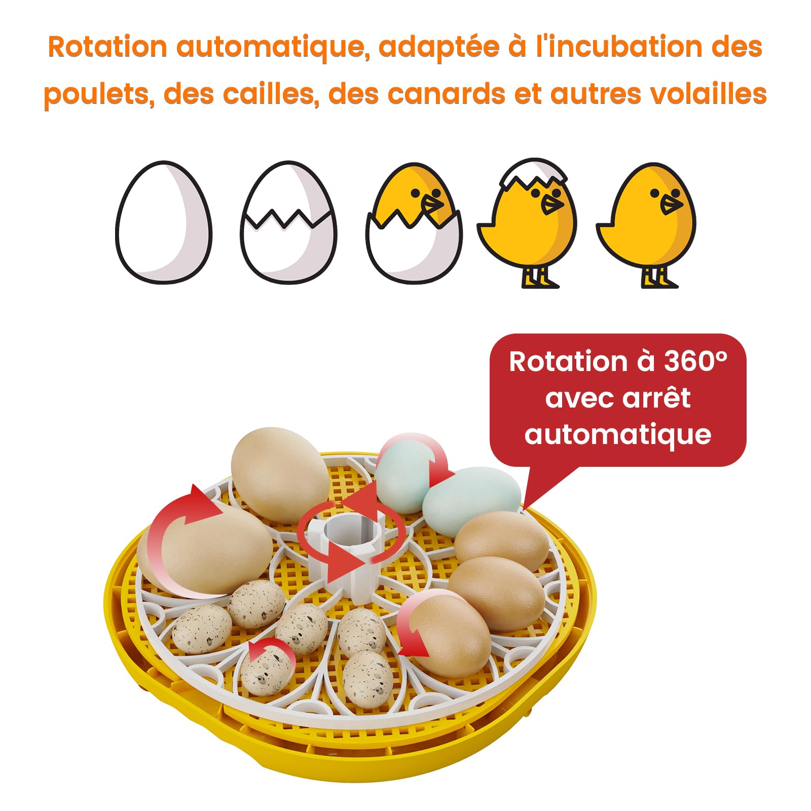 Couveuse Automatique Œufs, Incubateur pour Poussin avec Retournement Automatique des Œufs, Contrôle de la Température et Humidification Automatique, pour Oeufs de Poule, Caille et Oies (12 œufs)