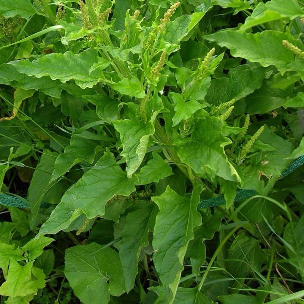 Good King Henry (Chenopodium Bonus-henricus) - Grow Now or Store for Future Planting - Capsule of 30 Seeds