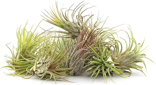 Miniatura 3 de NW Wholesaler - Juego de 12 plantas de aire Tillandsia Ionantha vivas surtidas - Paquete variado de plantas de aire Tillandsia para terrarios,