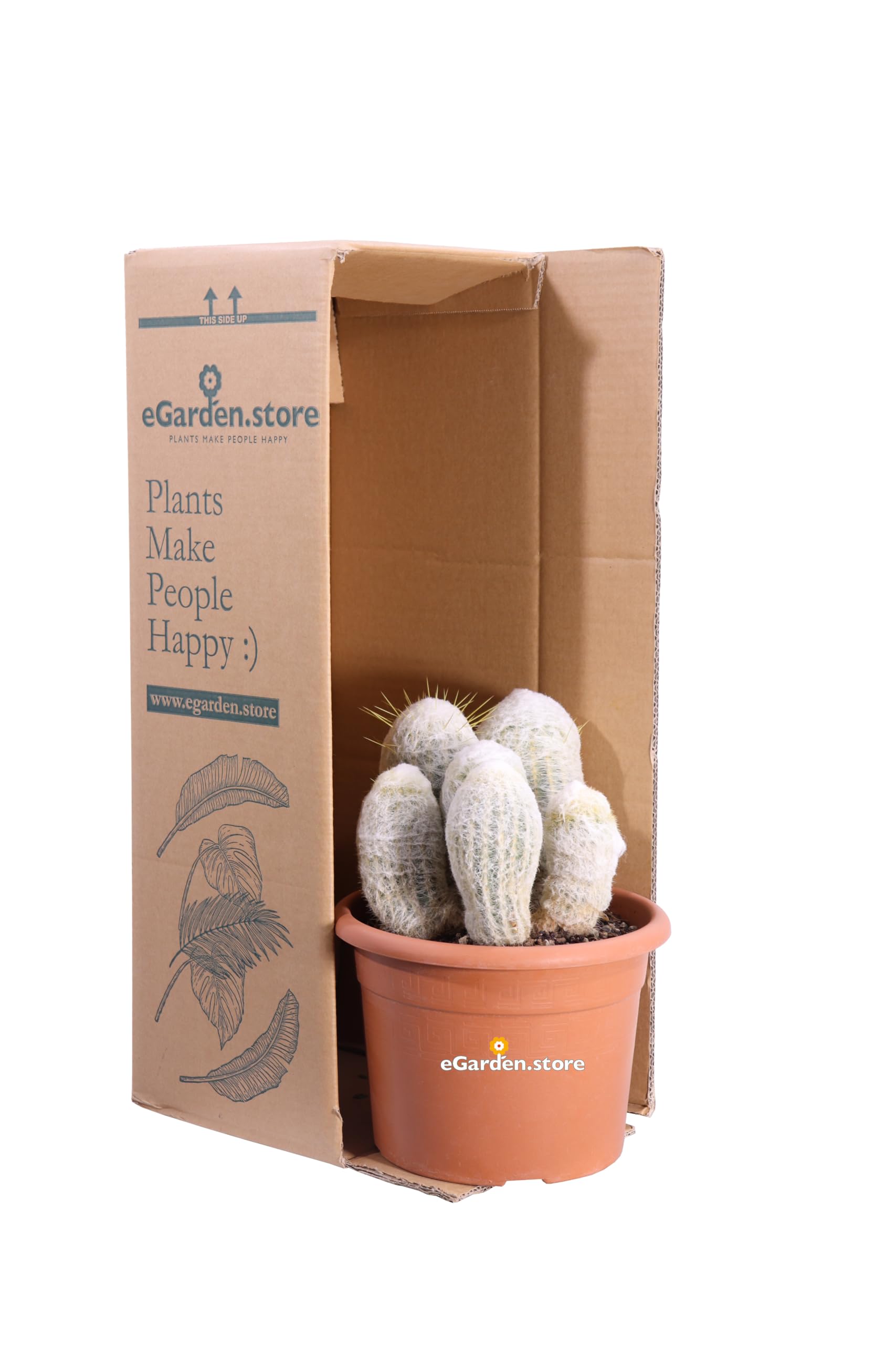 Pianta di Espostoa Nana Pianta di Cactus Lanoso pianta grassa Cactus globulare pianta da esterno pianta da interno pianta ornamentale pianta vera venduta da eGarden.store