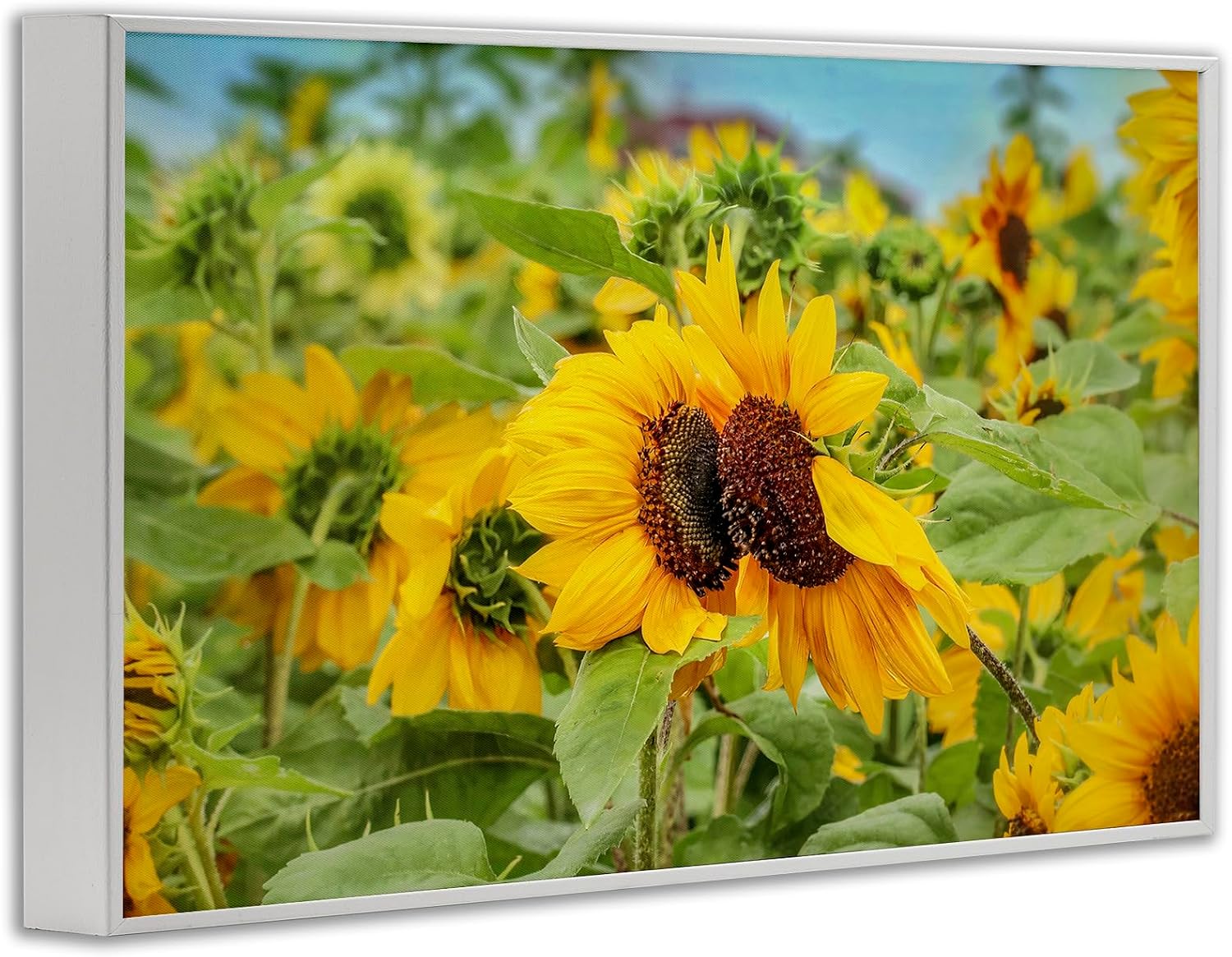 Sunflower Field Photography, 12 x 18 Inch Framed Giclée Print | Stupell Industries · By Carrie Ann Grippo-Pike · Ready to hang · Printed in Johnston · Rhode Island · Made in USA