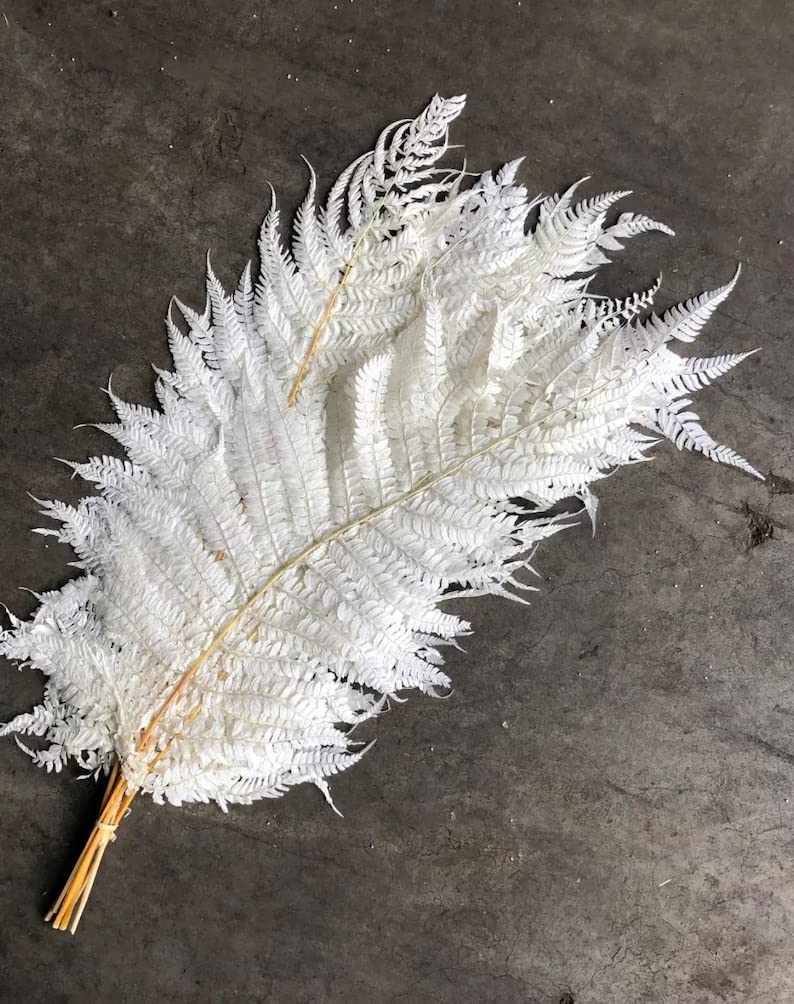 Amazon.com: Dried Fern Leaves Bleached - 10 Stems | Large Fern | Long ...