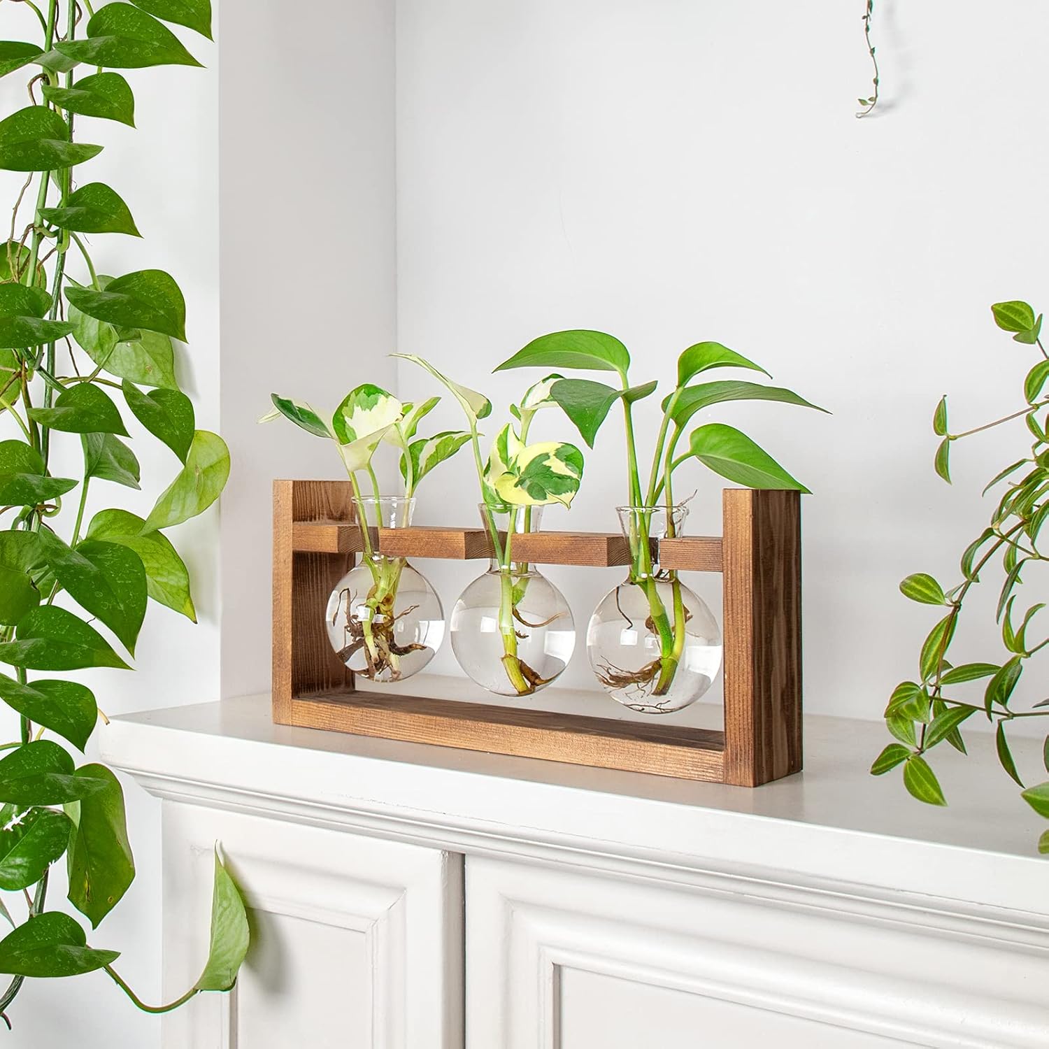 Ivolador Plants Terrarium Glass Bulb Terrarium with Retro Solid Wooden Stand for Hydroponics Plants Desktop Home Garden Wedding Decor : Patio, Lawn & Garden