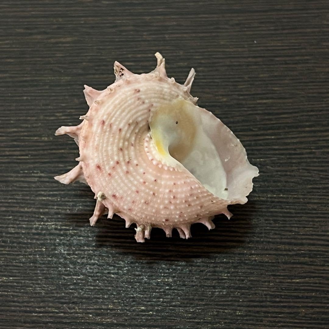 レア 美品 カミナリサザエ 【公式通販】