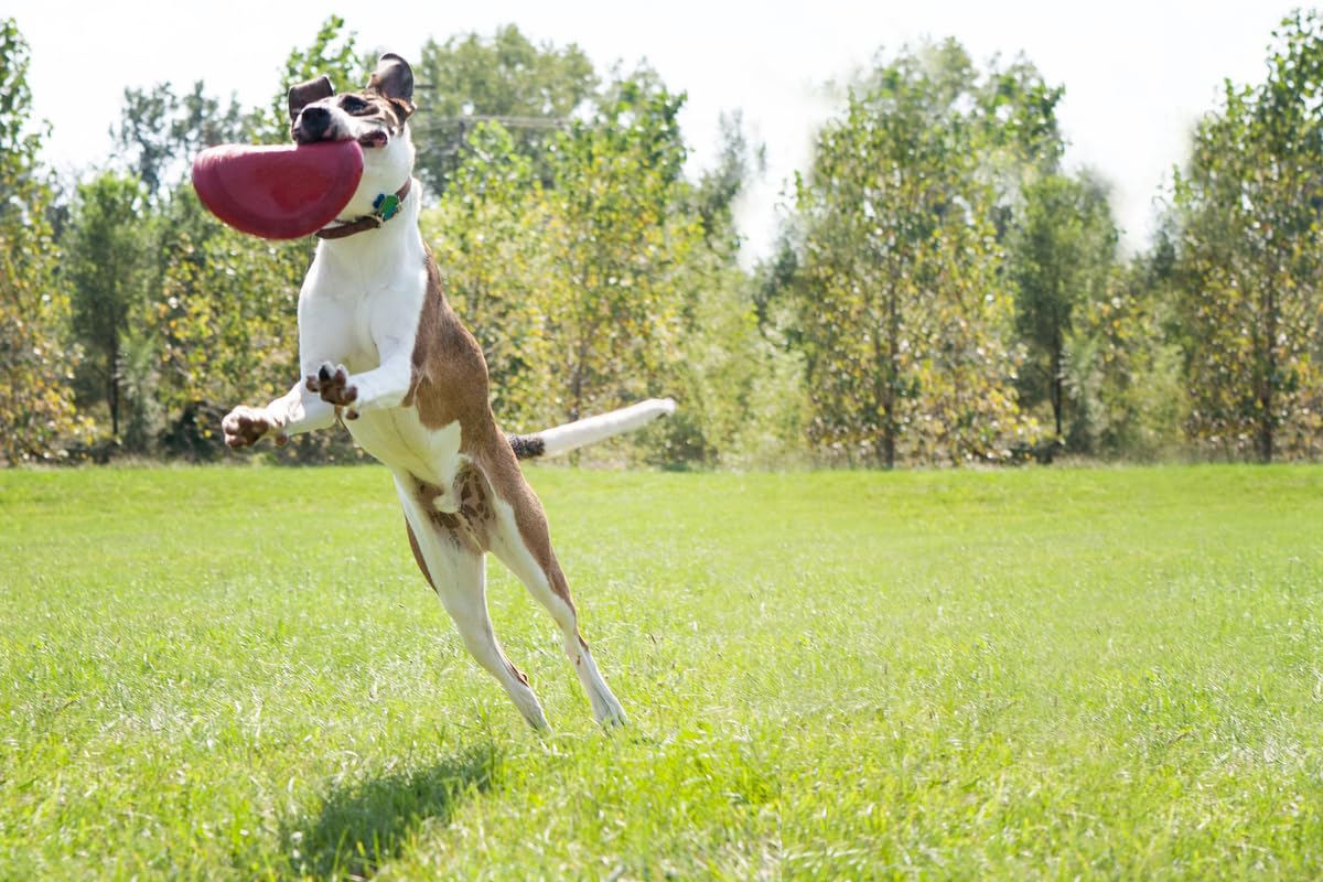 KONG Flyer Hundespielzeug mit Gummischeibe, zum Fangen, Apportieren und Spielen, Rot, groß, 2 Stück