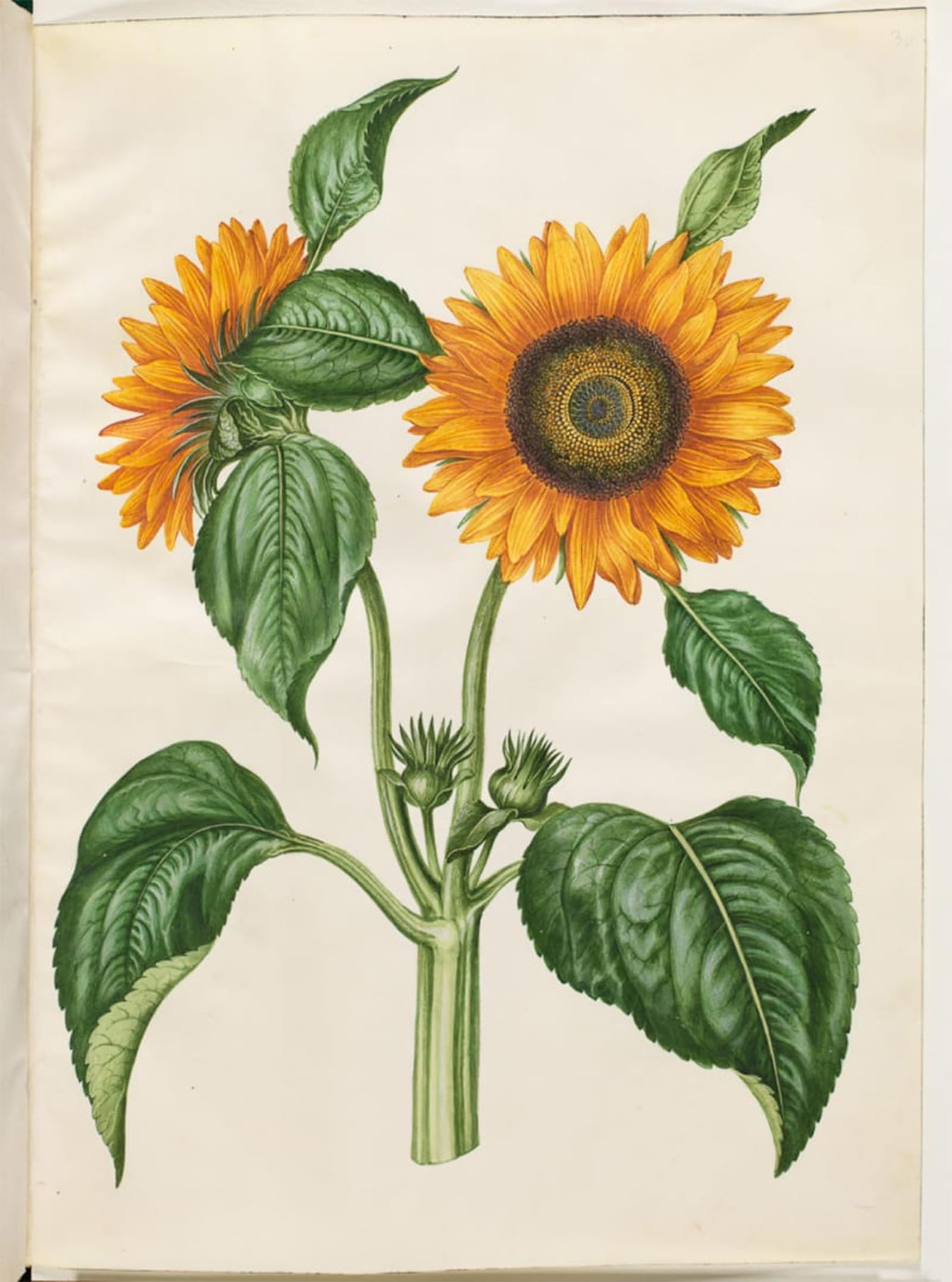 SERENDIPITP Vintage Wall Art Canvas Nordic Poster Canvas Print Picture Helianthus Annuus by Hans Simon Holtzbecker Wall Art Poster for Home Decor 60x90cm