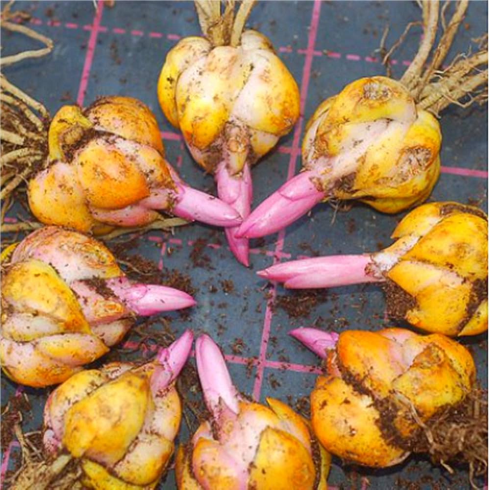 百合の球根♪ Amazon.co.jp: ユリの球根、ゆり 花、百合 球根通販-10球根-A