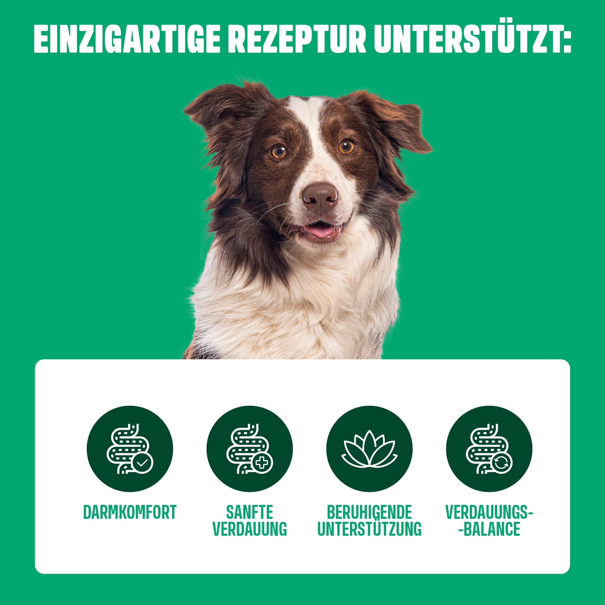 ivvi Ulmus für Hunde – Weiche Ulmenrinde Snacks mit Kürbis & Leinsamen – Verdauungssnacks mit 30% Huhn – Für Sensible Hunde & eine ausgewogene Verdauungsroutine – 270g, 60 Snacks