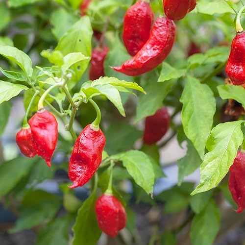 Miniatura 5 de Earthborn Elements Pimientos de chile enteros Ghost Cubeta de 1 galón, extremadamente picantes, pimientos Bhut Jolokia secos