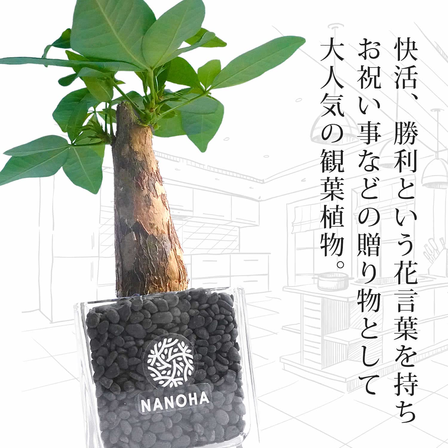 Amazon|ガジュマル パキラ 2点セット 黒砂利 土をつかっておら Amazon|ガジュマル パキラ 2点セット 黒砂利 土をつかっておら