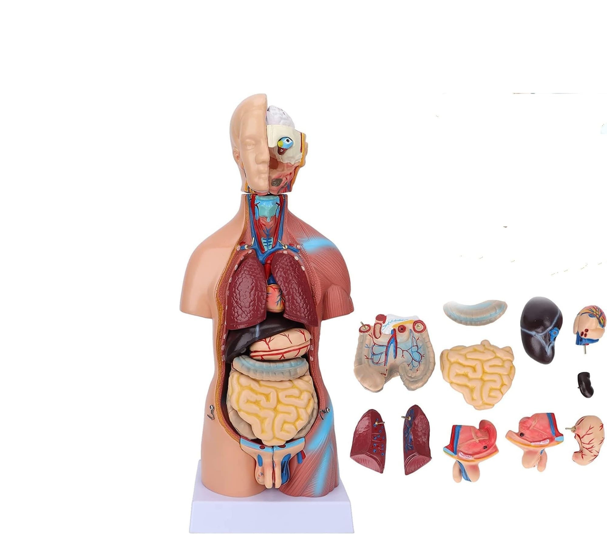 Modello anatomico del corpo del torso umano 48 cm con 23 parti rimovibili - Cuore Cervello Scheletro Organi viscerali
